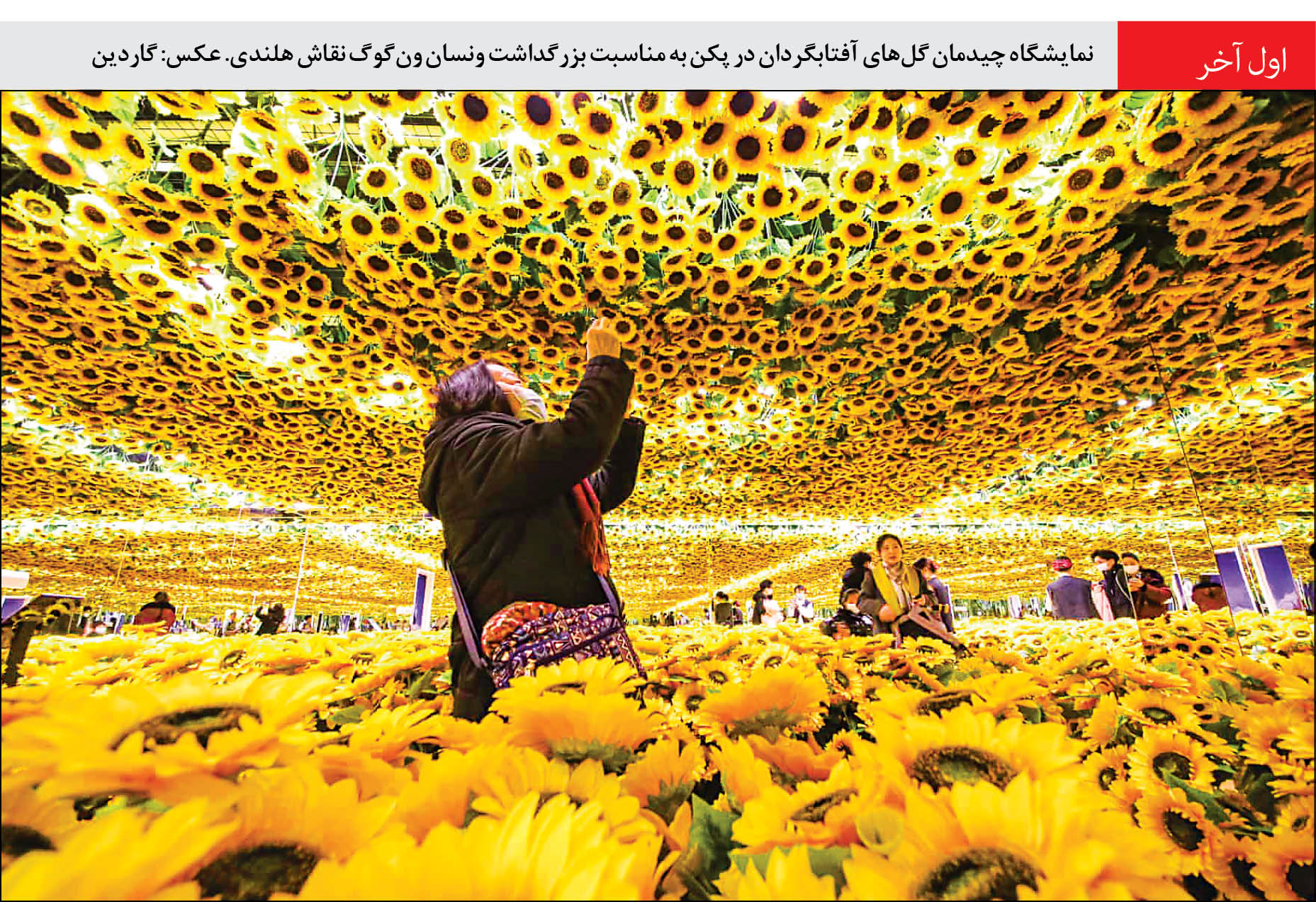 گلهای آفتابگردان رو به سوی خورشید پکن گلهای آفتابگردان رو به سوی خورشید پکن