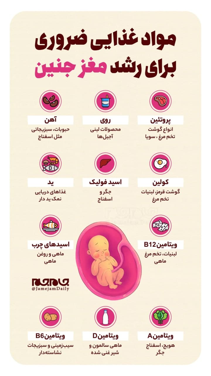 مواد غذایی ضروری برای رشد مغز جنین مواد غذایی ضروری برای رشد مغز جنین