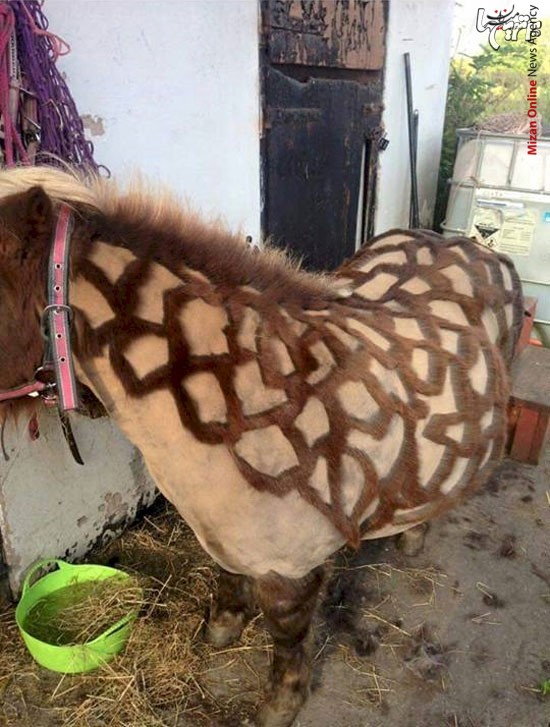 ایجاد نقوش زیبا بر روی اسب ها +تصاویر ایجاد نقوش زیبا بر روی اسب ها +تصاویر