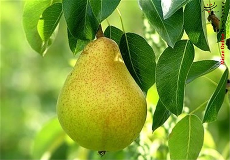 گلابی ۲۰ هزار تومانی آمریکایی، نوبرانه پسابرجام