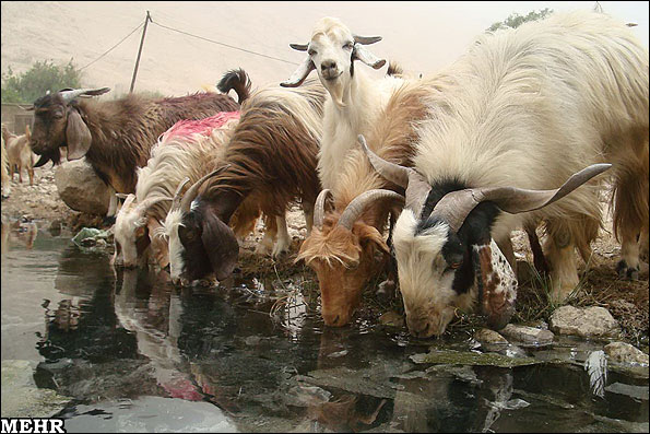 مردمانی که از طلای سیاه به ستوه آمدند مردمانی که از طلای سیاه به ستوه آمدند