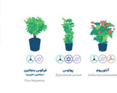 بهترین گیاهان آپارتمانی برای تصفیه هوا +عکس