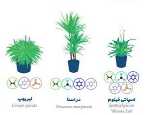 بهترین گیاهان آپارتمانی برای تصفیه هوا +عکس