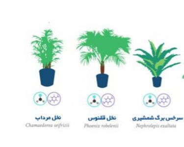 بهترین گیاهان آپارتمانی برای تصفیه هوا +عکس