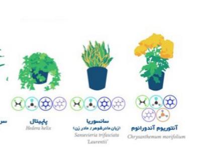 بهترین گیاهان آپارتمانی برای تصفیه هوا +عکس