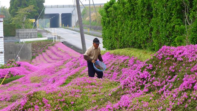 بهشت زمینی مرد ژاپنی برای همسر نابینایش +تصاویر بهشت زمینی مرد ژاپنی برای همسر نابینایش +تصاویر