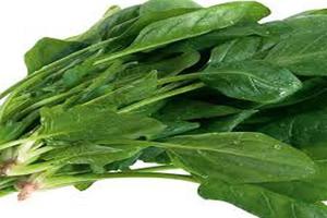 اسفناج گیاه ضد اشتهای معجزه گر برای لاغری (گزارش 73)