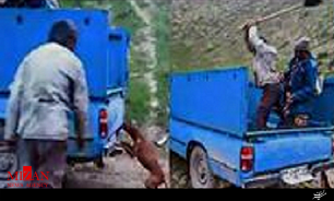 دستگیری عامل آزار سگ در استان گلستان