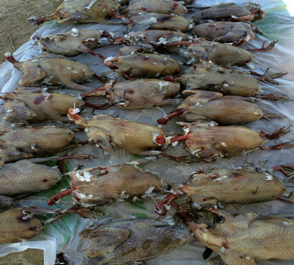 نسل کشی گونه حفاظت شده و رو به انقراض در خوزستان