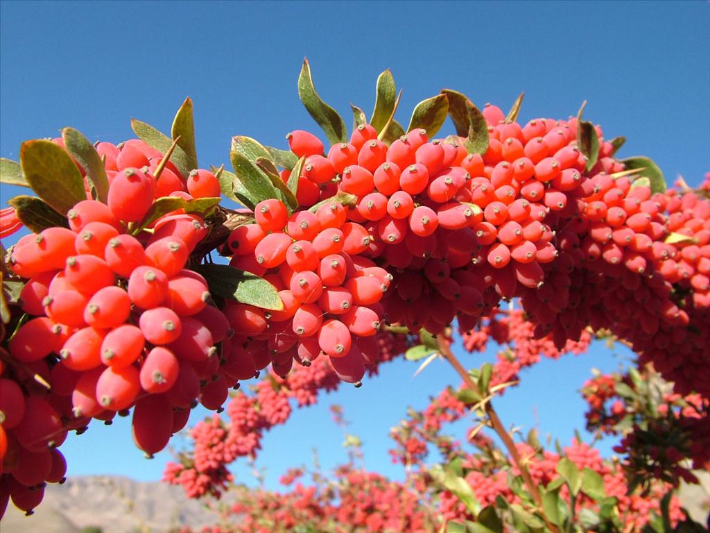 باغ کلکسیون زرشک مشهد در مسیر ثبت جهانی