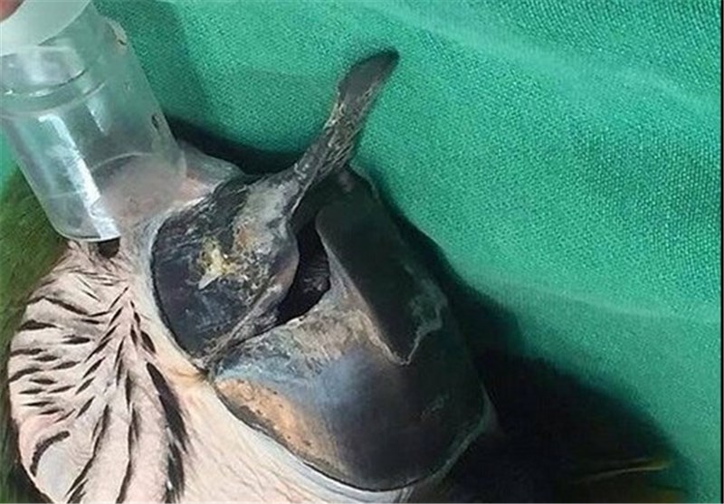ساخت منقار سهبعدی برای طوطی در برزیل + تصاویر ساخت منقار سهبعدی برای طوطی در برزیل + تصاویر