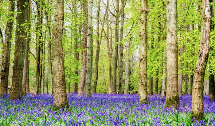 بهار در نقاط مختلف جهان +تصاویر بهار در نقاط مختلف جهان +تصاویر