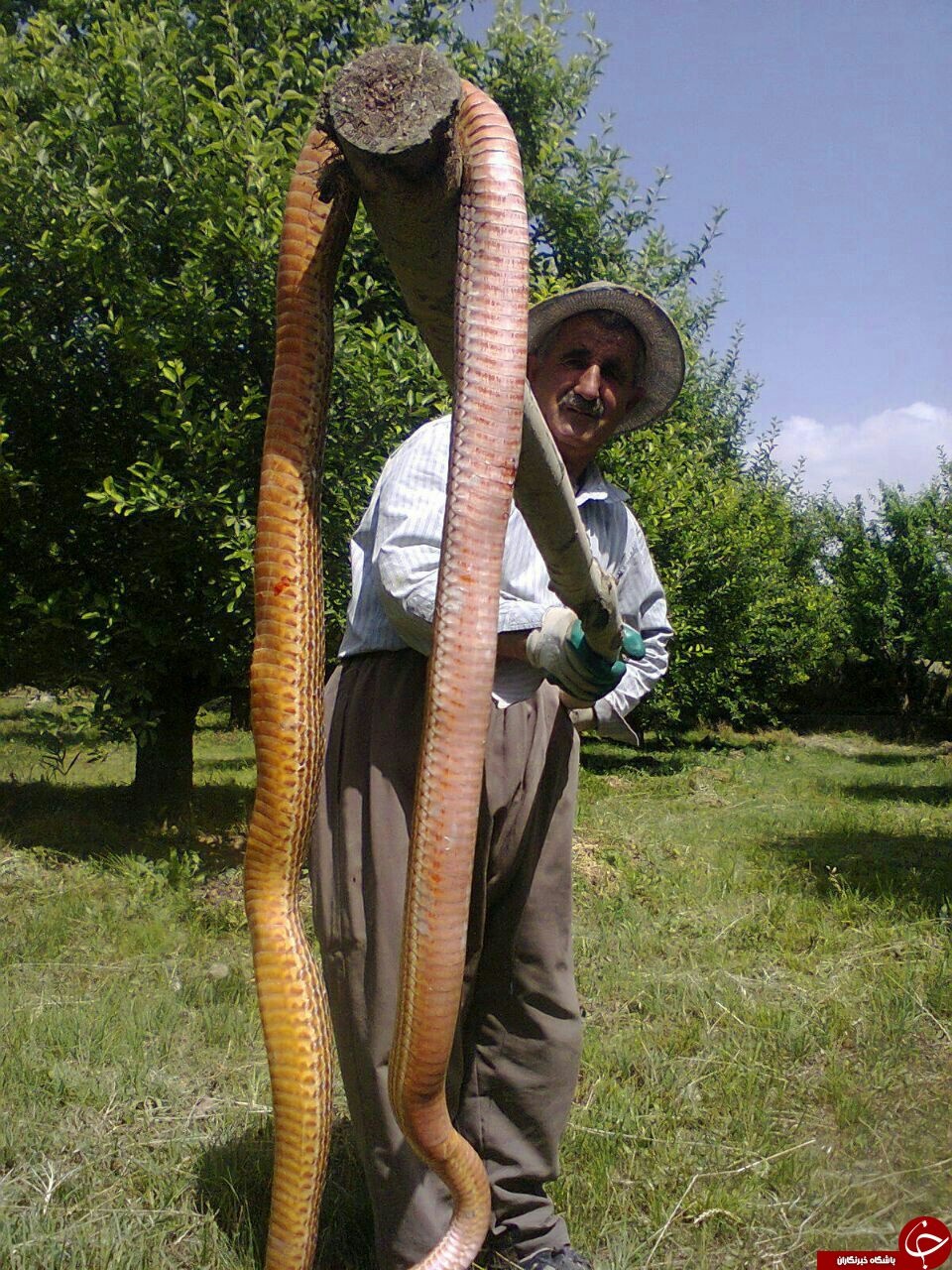 شکار مار غول پیکر در اشنویه+عکس