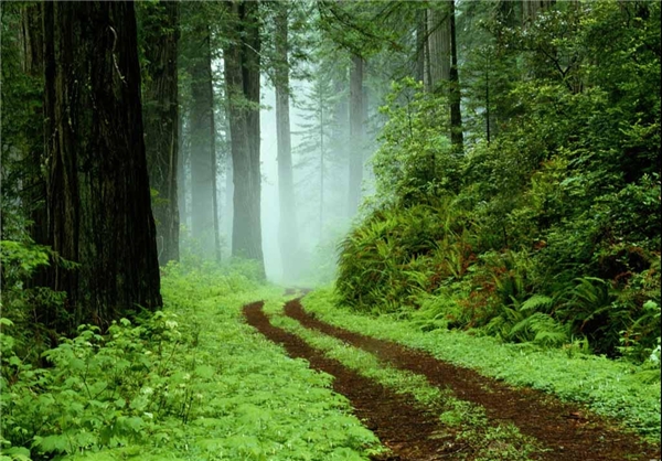 پارک جنگلی گیسوم مکانی بی نظیر برای گردشگران نوروزی