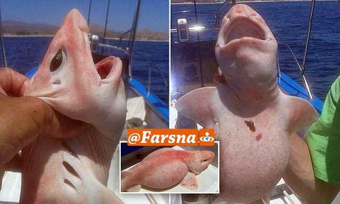 صید یک کوسه نادر و عجیب + عکس صید یک کوسه نادر و عجیب + عکس
