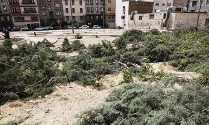 قطع 47 اصل درخت/ باغات تهران در حال نابودی است قطع 47 اصل درخت/ باغات تهران در حال نابودی است