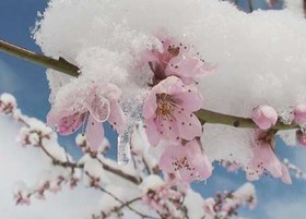 سرمای بهار 2699 تن محصول باغات زرندیه را از بین برد