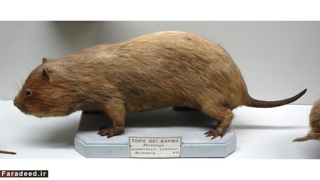 بزرگترین موش جهان کجا زندگی می‌کند؟
