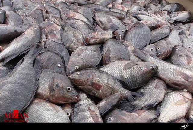 این ماهی وارداتی غیرمجاز و سمی را مصرف نکنید این ماهی وارداتی غیرمجاز و سمی را مصرف نکنید