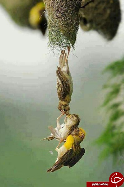 صحنه ای زيبا از نجات يه جوجه پرنده توسط پدر و مادرش + عکس صحنه ای زيبا از نجات يه جوجه پرنده توسط پدر و مادرش + عکس
