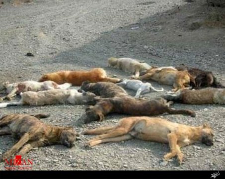 شهرداری دخالتی در مرگ سگ های تبریز ندارد