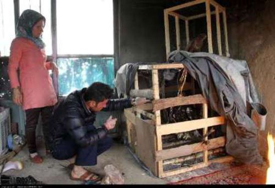 کار انسانی که این زوج انجام می دهند +عكس