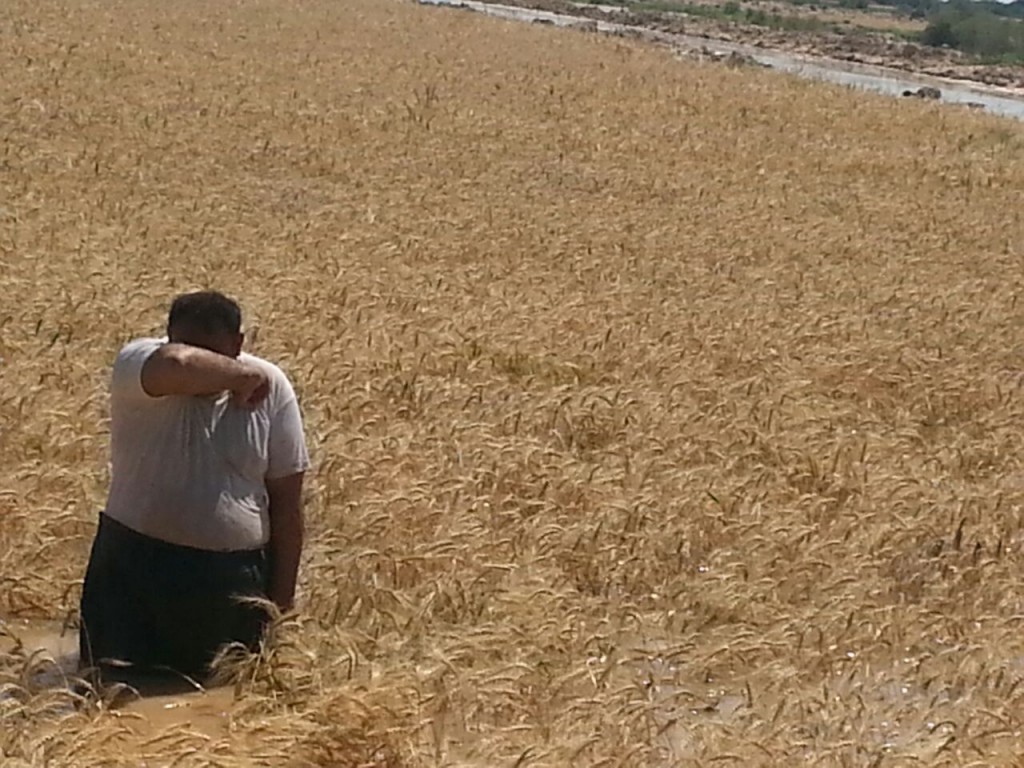 مزارع گندم روستای غرگانه شادگان به زیر آب رفتند +تصاویر مزارع گندم روستای غرگانه شادگان به زیر آب رفتند +تصاویر