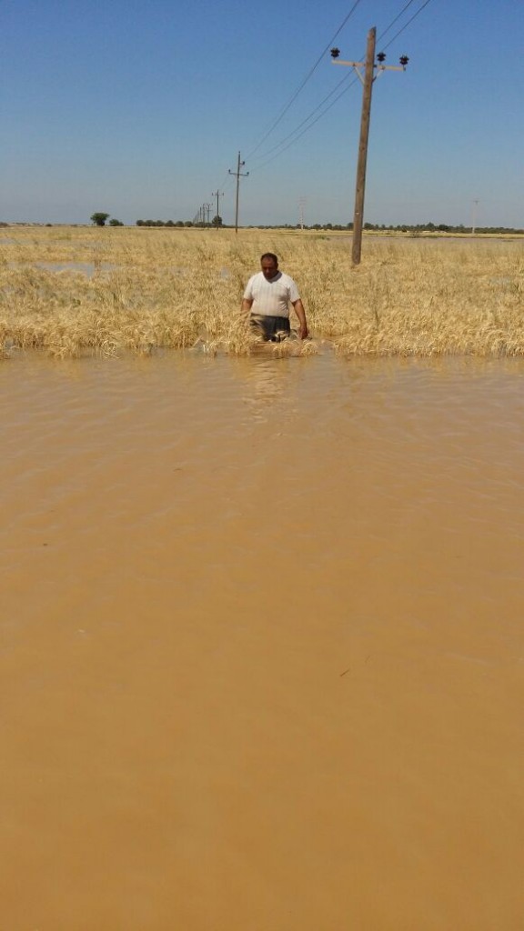 مزارع گندم روستای غرگانه شادگان به زیر آب رفتند +تصاویر مزارع گندم روستای غرگانه شادگان به زیر آب رفتند +تصاویر