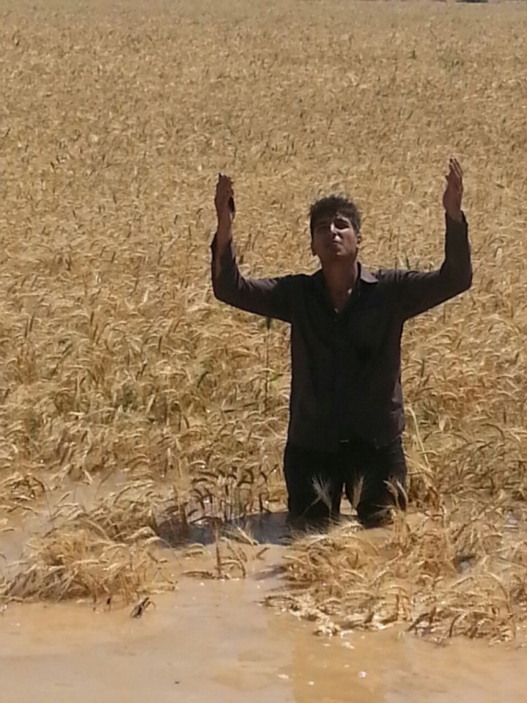 مزارع گندم روستای غرگانه شادگان به زیر آب رفتند +تصاویر مزارع گندم روستای غرگانه شادگان به زیر آب رفتند +تصاویر