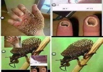 حشره ای که دستتان را مثل اسید سوراخ می کند (عکس +16)