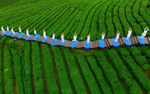 از تمرین یوگا در زمین کشت چای تا بزرگ ترین الماس آبی جهان +تصاویر از تمرین یوگا در زمین کشت چای تا بزرگ ترین الماس آبی جهان +تصاویر