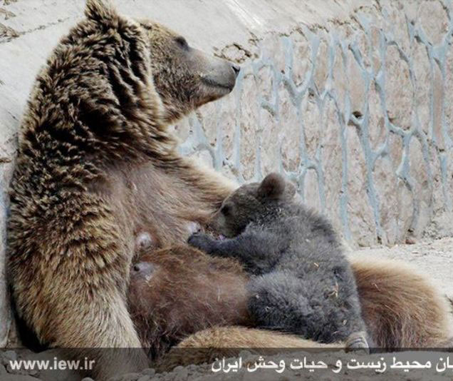 تولد یک خرس قهوه ای و دو آهوی زرد در باغ وحش تهران +تصاویر تولد یک خرس قهوه ای و دو آهوی زرد در باغ وحش تهران +تصاویر