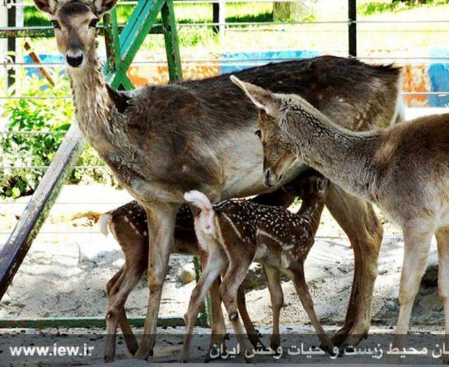تولد یک خرس قهوه ای و دو آهوی زرد در باغ وحش تهران +تصاویر تولد یک خرس قهوه ای و دو آهوی زرد در باغ وحش تهران +تصاویر