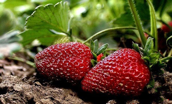 انگلهای سگی میزبان توت فرنگیها +تصاویر انگلهای سگی میزبان توت فرنگیها +تصاویر