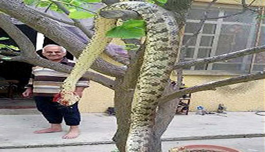 ماری که عراقی ها به دام انداختند + عکس ماری که عراقی ها به دام انداختند + عکس