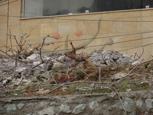 قطع درختان درکه توسط شهرداری برای ساخت پارکینگ+تصاویر قطع درختان درکه توسط شهرداری برای ساخت پارکینگ+تصاویر