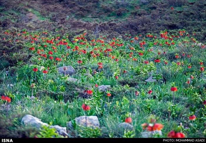 دشت لاله های واژگون دهنو +تصاویر