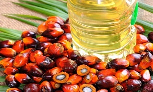 برداشت 3 تن دانه کلزا برنامه وزارت جهاد/ روغن پالم وارداتی با ترانس بالای 50 درصد مشکل زاست
