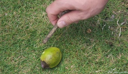 خطرناک ترین درخت جهان +تصاویر