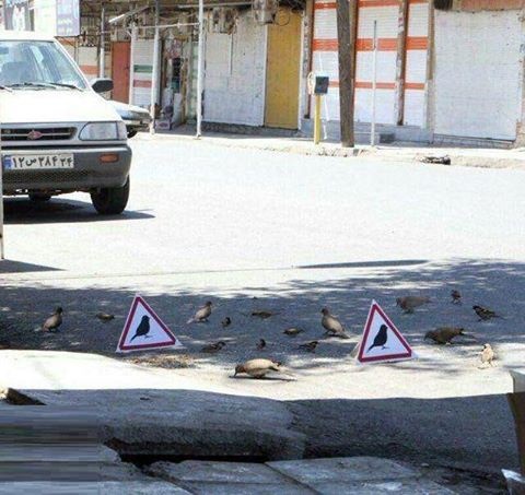 ایستگاه استراحت پرندگان +عکس