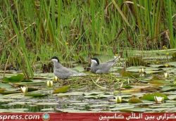 لانه گذاری پرستوی دریایی در شفت +تصاویر لانه گذاری پرستوی دریایی در شفت +تصاویر