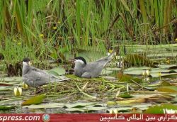 لانه گذاری پرستوی دریایی در شفت +تصاویر لانه گذاری پرستوی دریایی در شفت +تصاویر