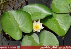 لانه گذاری پرستوی دریایی در شفت +تصاویر لانه گذاری پرستوی دریایی در شفت +تصاویر