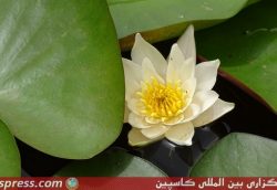 لانه گذاری پرستوی دریایی در شفت +تصاویر لانه گذاری پرستوی دریایی در شفت +تصاویر