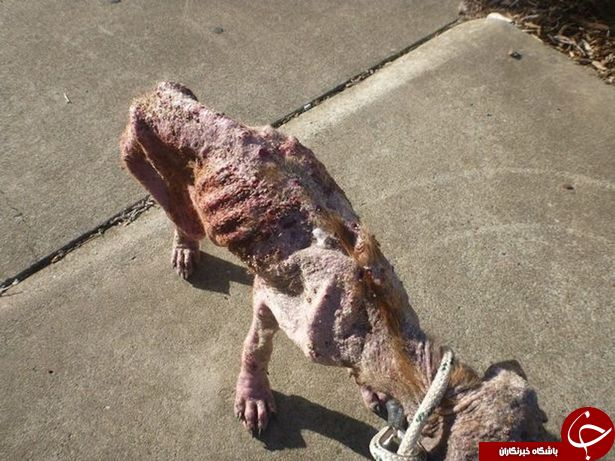 تصاویری دلخراش از یک سگ گرسنه +تصاویر تصاویری دلخراش از یک سگ گرسنه +تصاویر