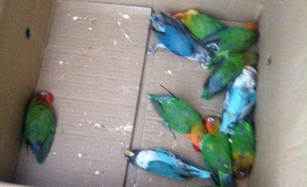 کشف 381 پرنده وحشی از قاچاقچیان در قرار صوری/ مرگ تعدادی از پرندگان به علت جای تنگ