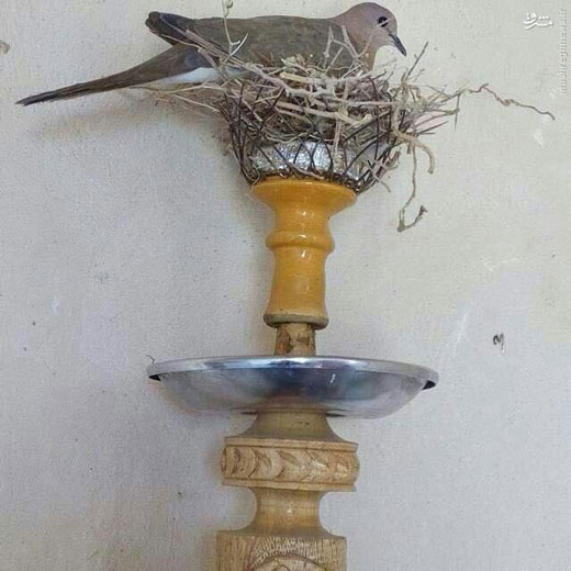+ تصاویر + تصاویر