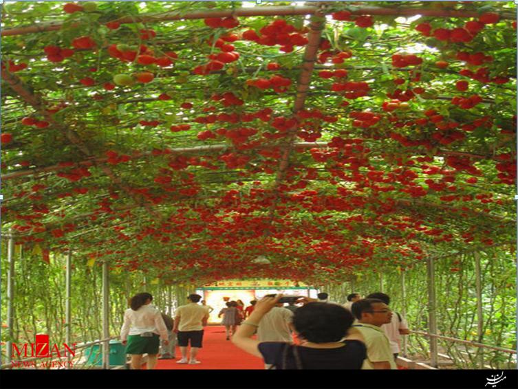 بوته‌ای که درخت گوجه‌فرنگی شد +عکس