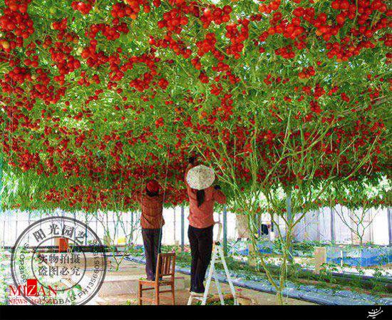 بوته‌ای که درخت گوجه‌فرنگی شد +عکس
