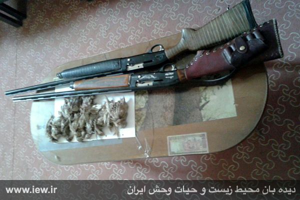 دستگیری شکارچیان تیهو بر سر چشمه خنج